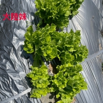 給你們看台灣的大陸妹